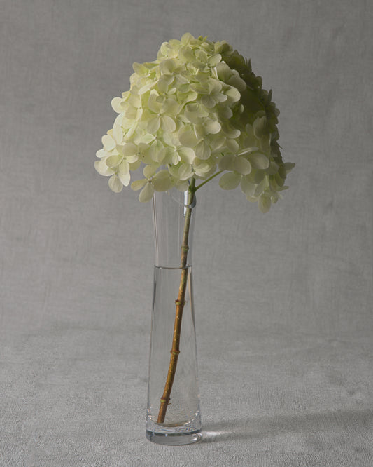 Limelight Hydrangea — Fresh Cut Stems
