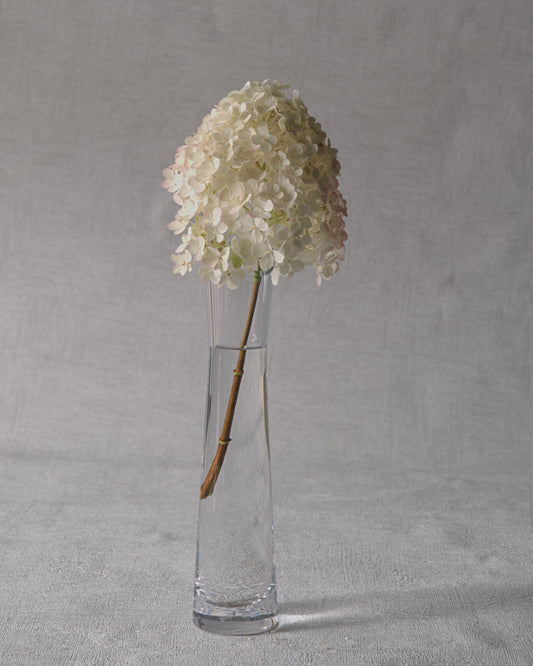 Unique Hydrangea — Fresh Cut Stems