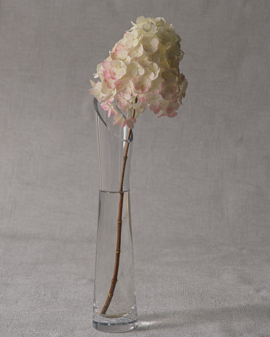 Vanille Fraise Hydrangea — Fresh Cut Stems