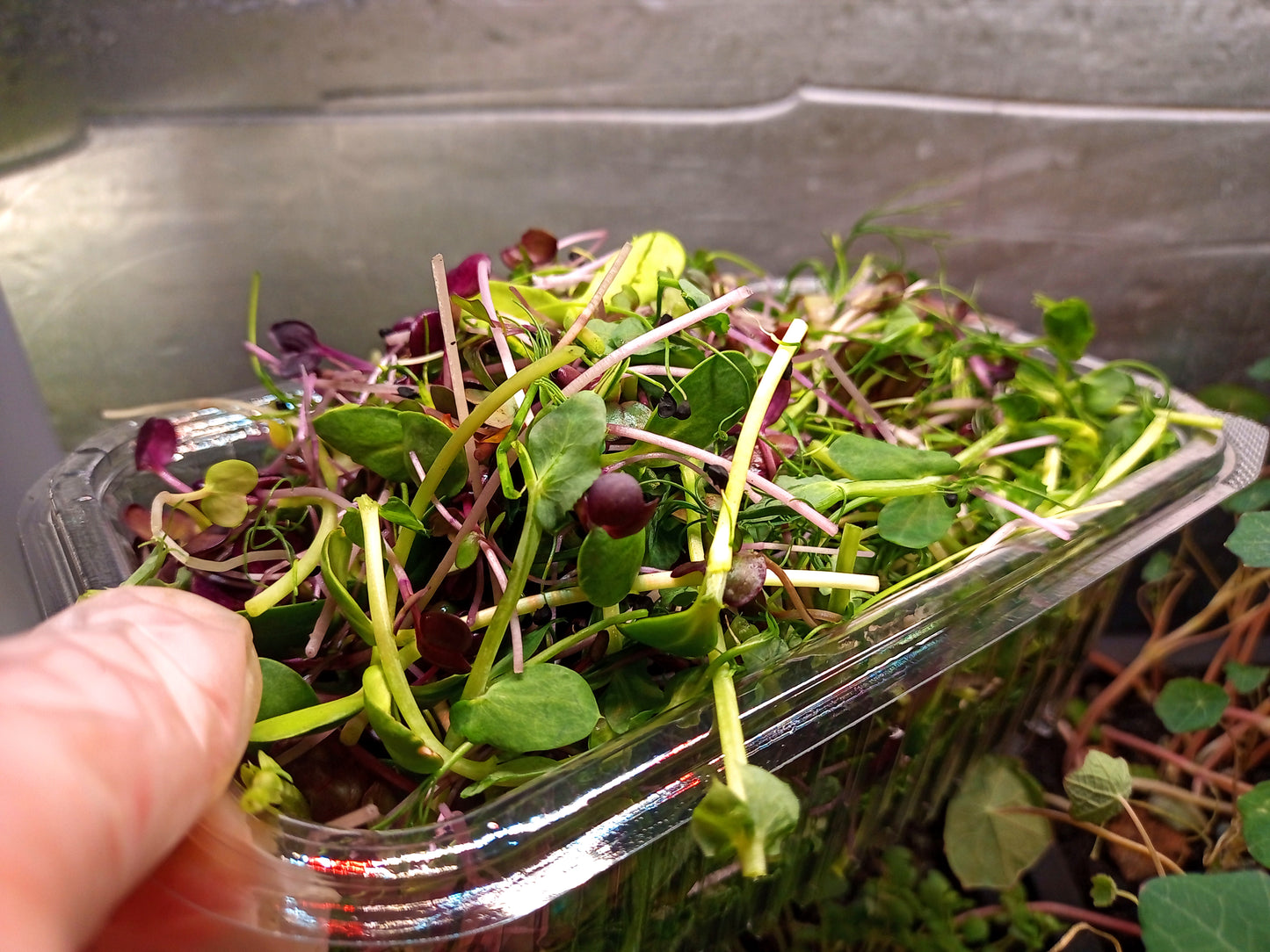 Freshly Harvested Microgreen Mix Perfect for Salads, Sandwiches and Any Meal!