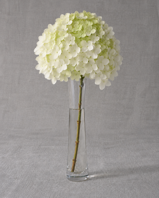 Incrediball Hydrangea — fresh-cut stem in vase