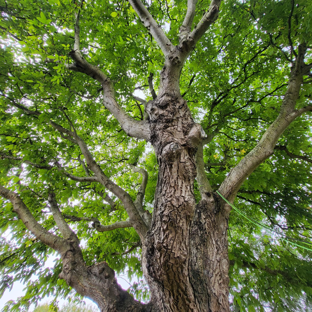 Tree with a thick trunk and branches against a green leafy background