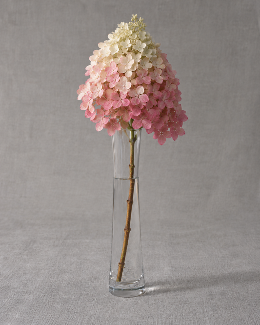 Little Quick Fire Hydrangea — fresh-cut stem in vase