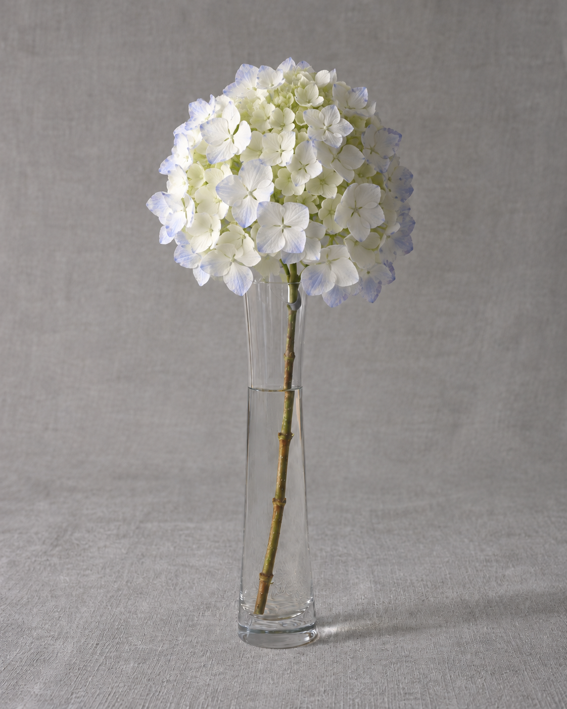 Madame Emile Mouillère Hydrangea — fresh-cut stem in vase