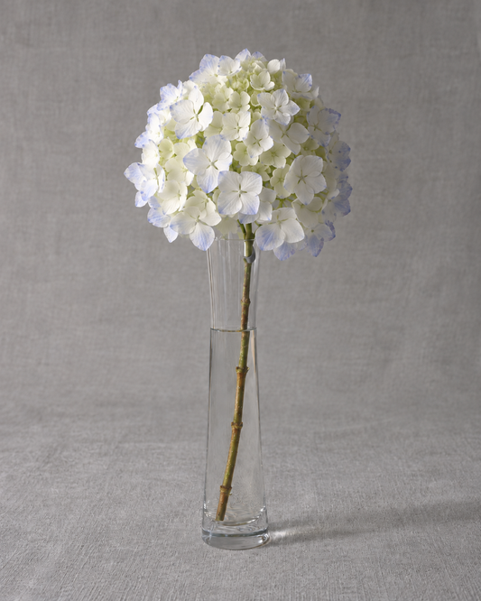 Madame Emile Mouillère Hydrangea — fresh-cut stem in vase