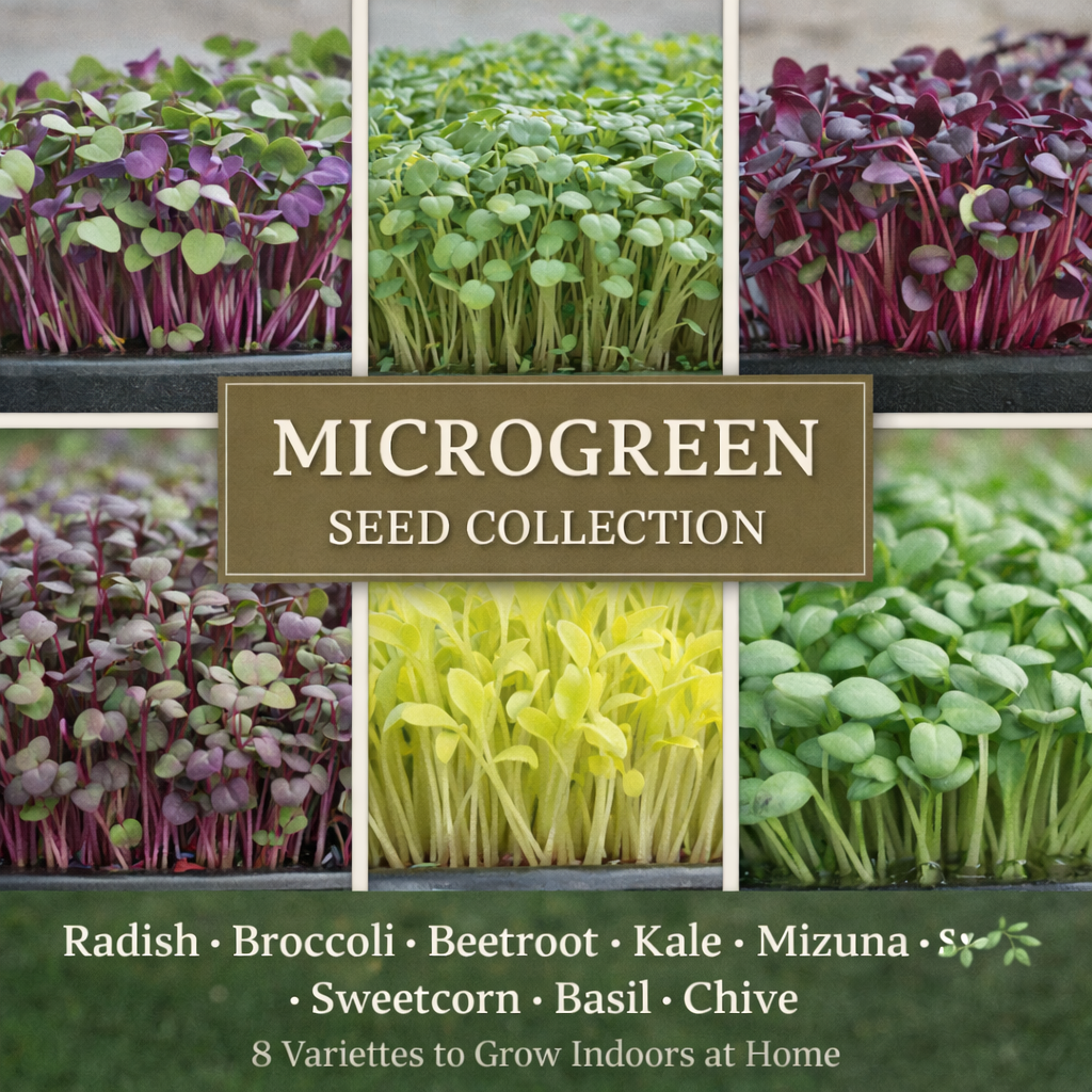 Microgreen Seed Collection – radish, broccoli, beetroot, kale, mizuna, sweetcorn, basil and chive microgreen seeds for indoor growing in the UK”
