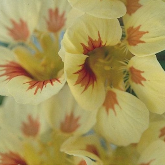 Nasturtium 'Peach Melba' flowers with creamy yellow petals and red centres, ideal edible flowers for UK gardens and containers.