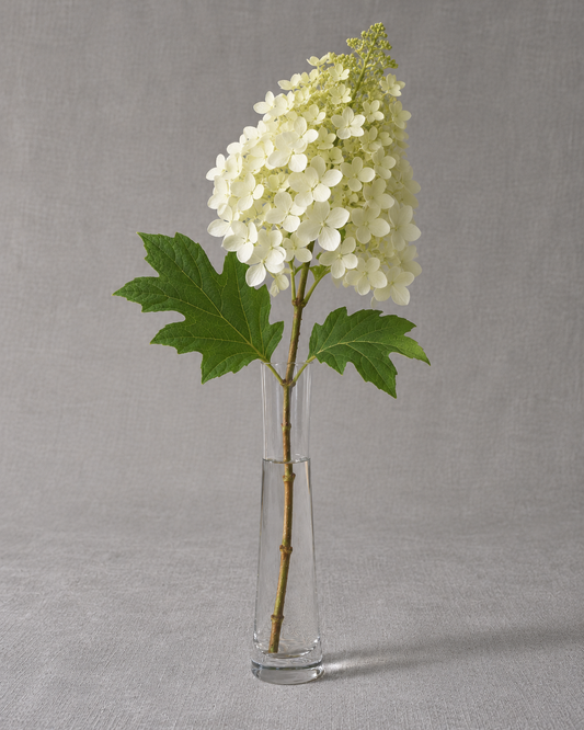 Oak Leaf Hydrangea — fresh-cut stem in vase