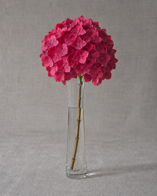 Red Form Hydrangea — fresh-cut stem in vase