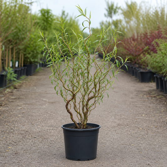 Salix matsudana 'Tortuosa' corkscrew willow in a nursery pot
