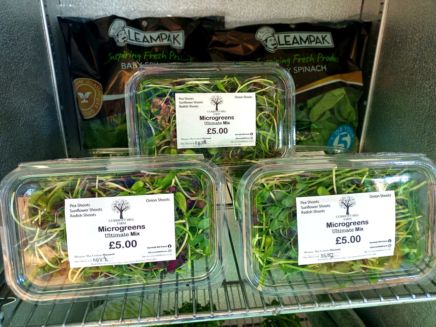 Freshly Harvested Microgreen Mix Perfect for Salads, Sandwiches and Any Meal!