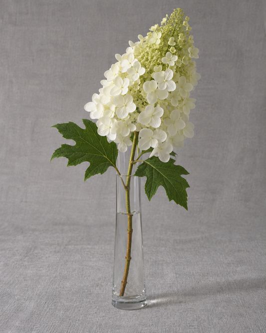 Snow Queen Hydrangea — fresh-cut stem in vase