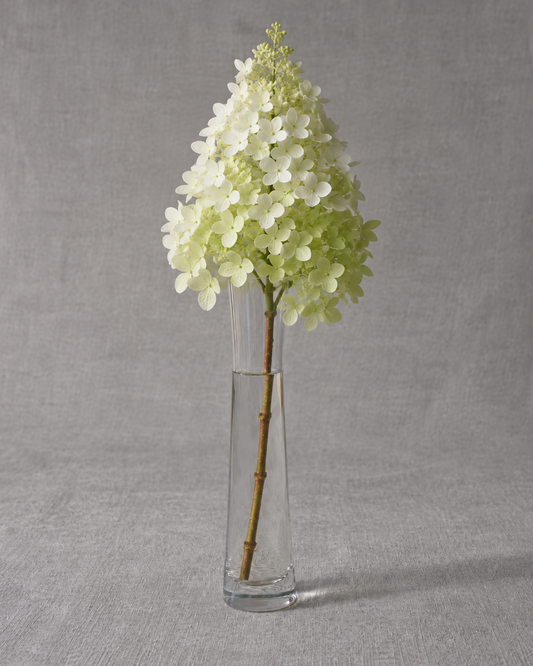 Tardiva Hydrangea — fresh-cut stem in vase