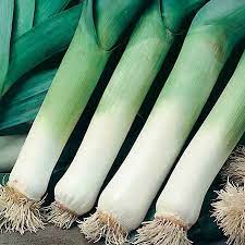 LEEK SEED - "MUSSELBURG"- 400 SEEDS