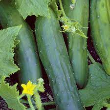 best cucumber seeds uk, how to grow cucumbers, when to sow cucumber seeds, harvesting cucumbers, edible cucumbers, cucumber varieties, 