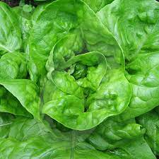 LETTUCE SEED - "ALL THE YEAR AROUND"  - 500 SEEDS