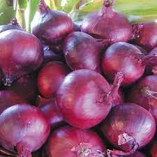 ONION SEED - "RED BRUNSWICK" - 275 SEEDS