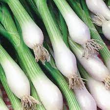 SPRING ONION - "WHITE LISBON" - 800 SEEDS