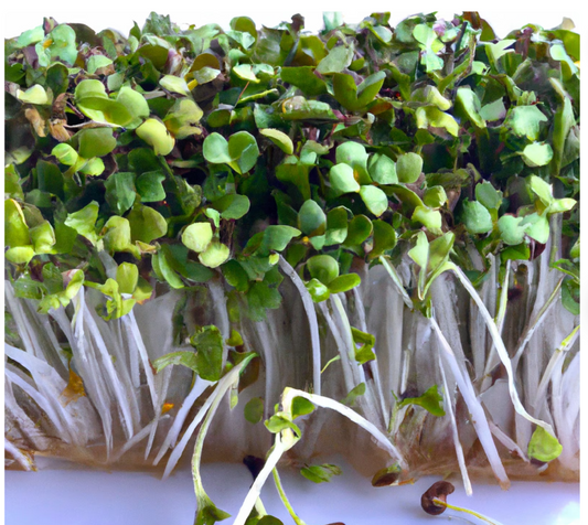 BROCCOLI /CALABRESE "DE CICCO" MICRO-GREEN SEEDS