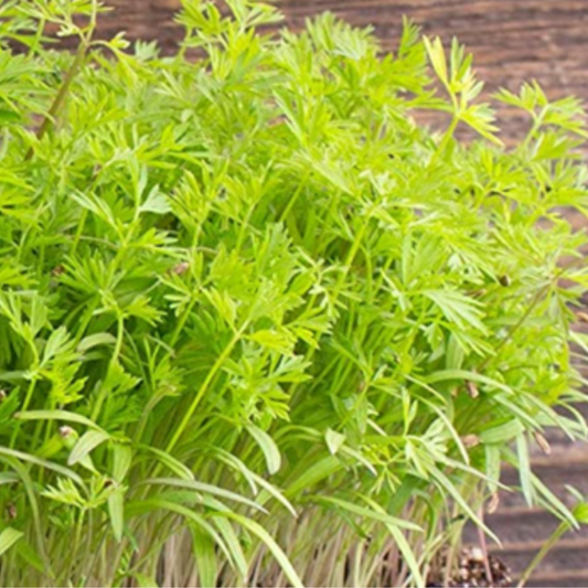 DILL MICRO-GREENS SEEDS X 500