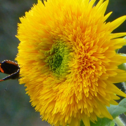 HELIANTHUS (SUNFLOWER SEED)- "TEDDY BEARS" - 40 SEEDS