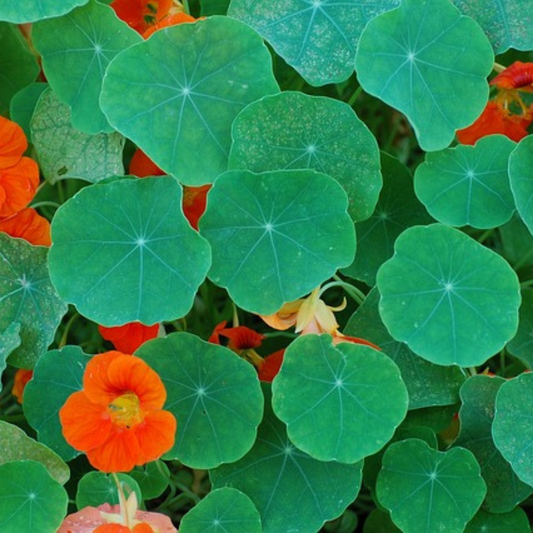 NASTURTIUM SEED – "TALL CLIMBING MIX" - 40 SEEDS