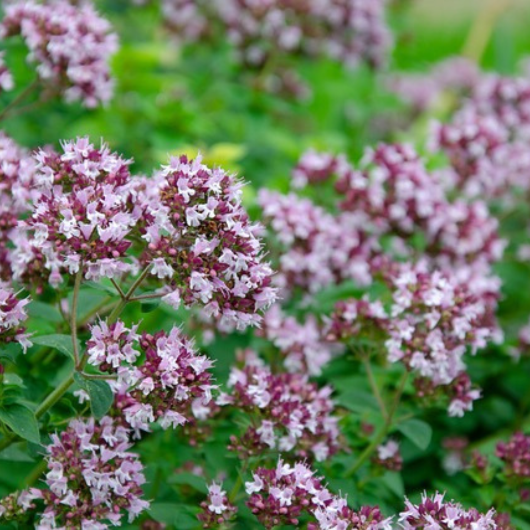 OREGANO SEED - "GREEK PERENNIAL" - 800 SEEDS