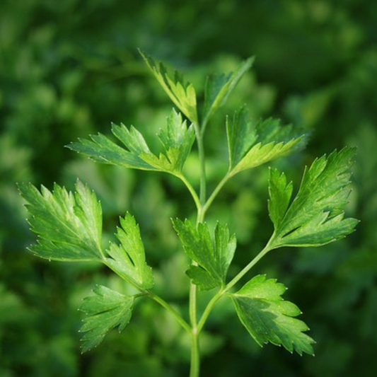 PARSLEY SEEDS - "ITALIAN GIANT" - 450 SEEDS