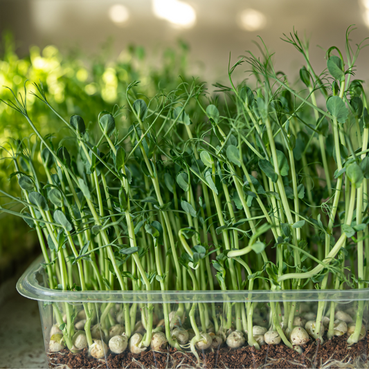 PEA - "EARLY ONWARD" - MICRO-GREEN SEEDS