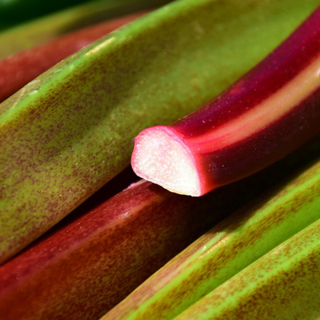 RHUBARB SEED - "VICTORIA" - 50 SEEDS