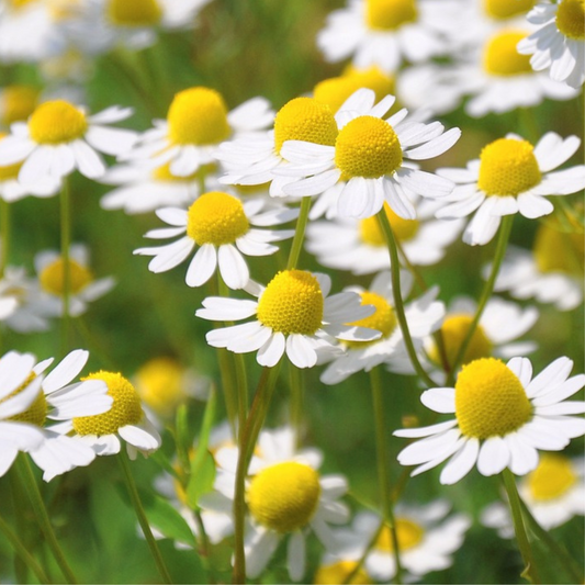 chamomile herb seed, how to grow chamomile from seed, when to sow chamomile seeds in the Uk, when to harvest chamomile, herb garden, container grown, chamomile tea, flowers