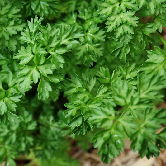 Chervil seeds, what is chervil, how to grow chervil herb, how to sow chervil seeds in the Uk, when to harvest chervil, chervil uses, kitchen herbs, microgreen seeds