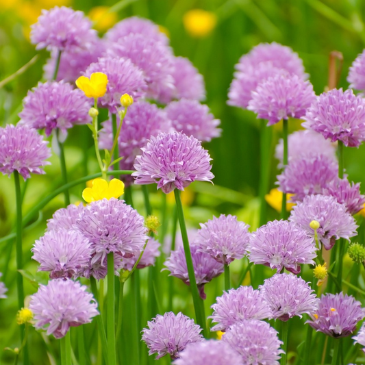 chive seed, chive herb seeds with flower, how to grow chive from seed, how to sow chive seeds , when to sow chive seed, when to harvest chive seed, chive benefits, edible chives, chive uses, alliums