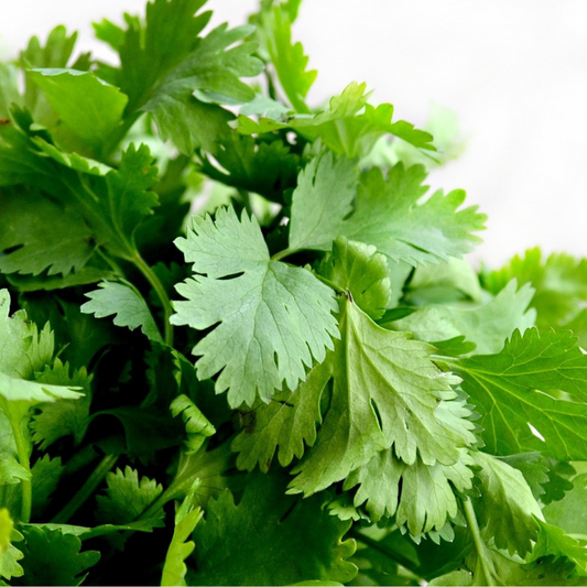 coriander seeds cooking, coriander seed uses, coriander benefits, coriander herb, how to grow coriander herb from seed, when to sow coriander, when to harvest coriander, herb garden, kitchen herbs, herb seed, 