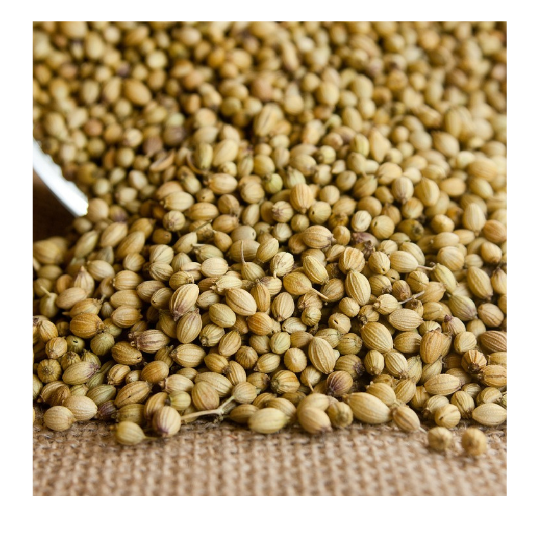 CORIANDER HERB SEED - 120 SEEDS