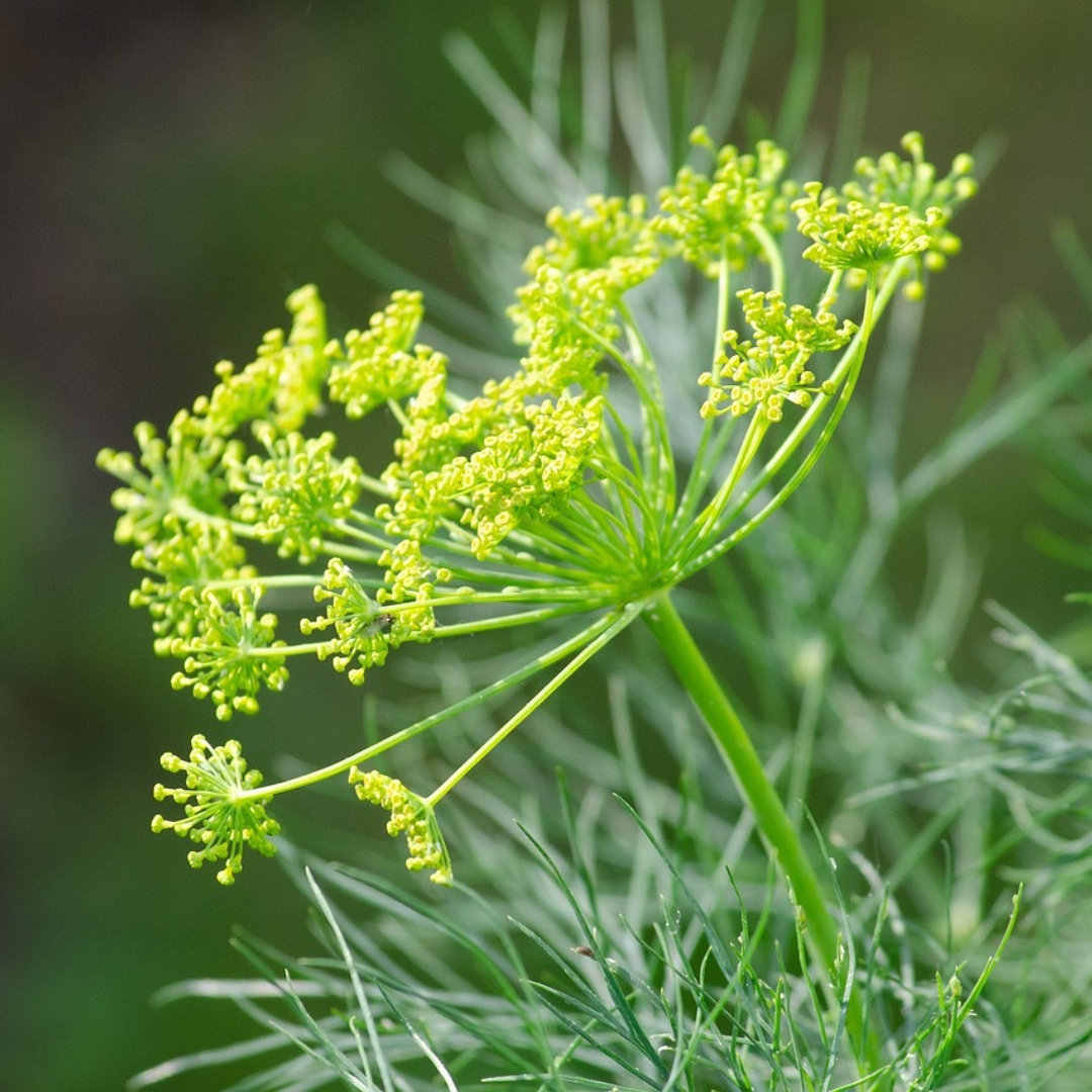 dill herb seeds, dill uses, edible herb dill, benefits if dill, growing dill from seed, how to sow dill seeds, when to harvest dill, edible, kitchen garden, yellow flower, dill in cooking, 