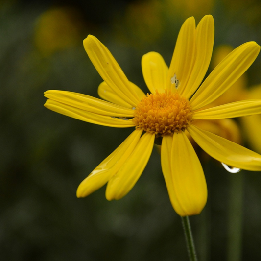 pot marigold/calendula seeds, how to grow calendula Uk, when to sow calendulas, hardy annual flowers, great for pollinators