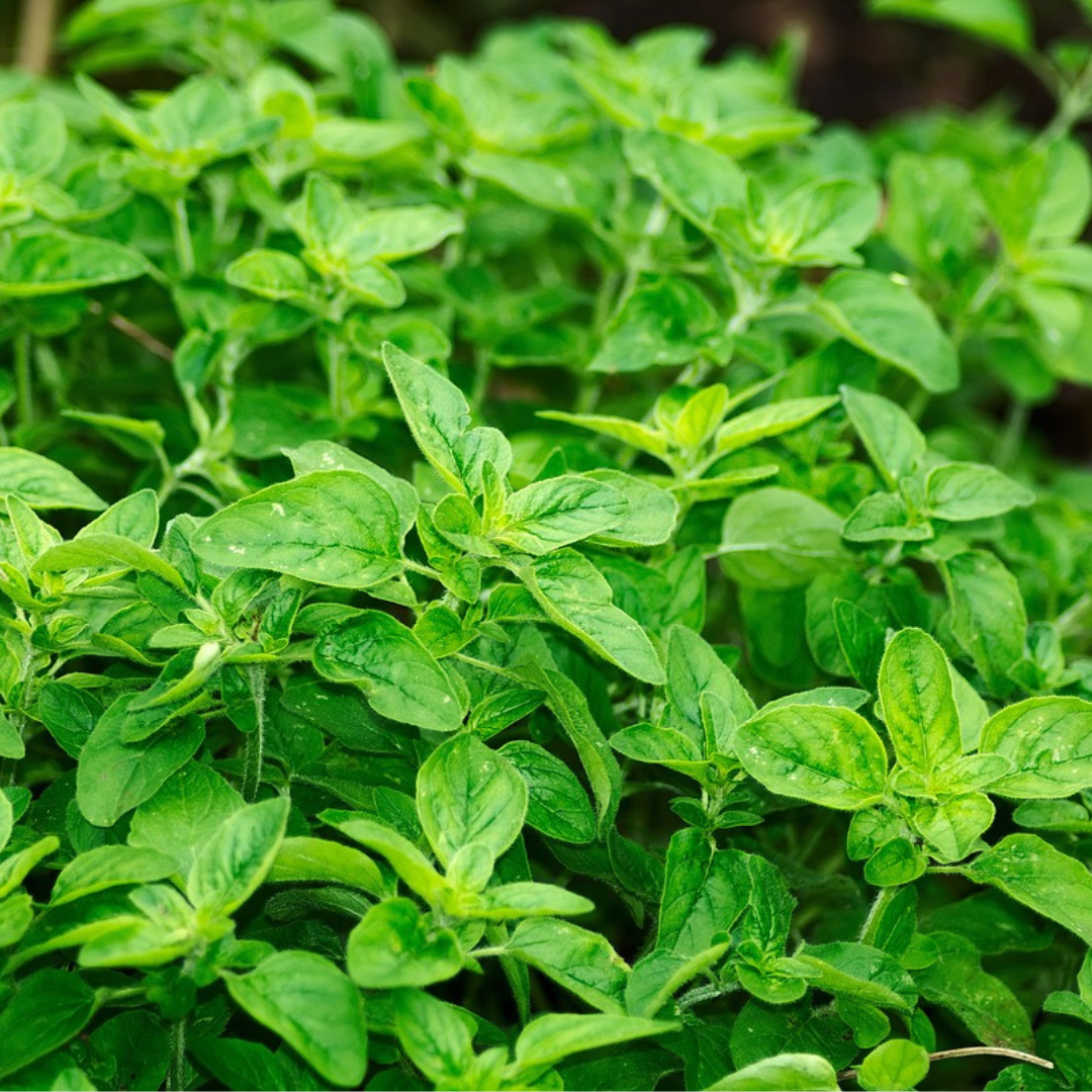 OREGANO SEED - "GREEK PERENNIAL" - 800 SEEDS