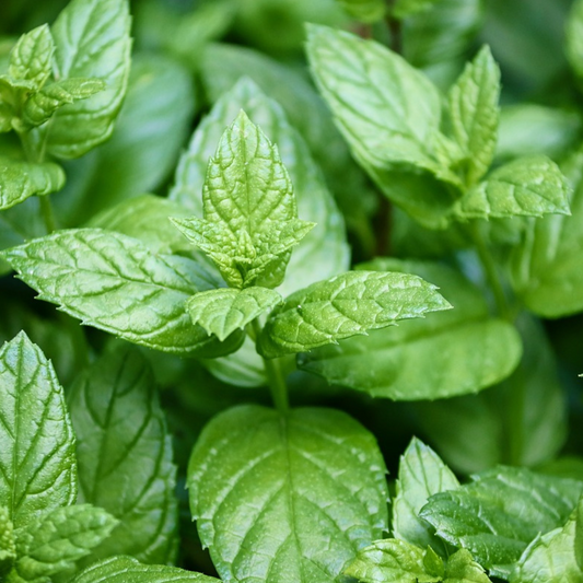 MINT SEED - "PEPPERMINT" - 470 SEEDS