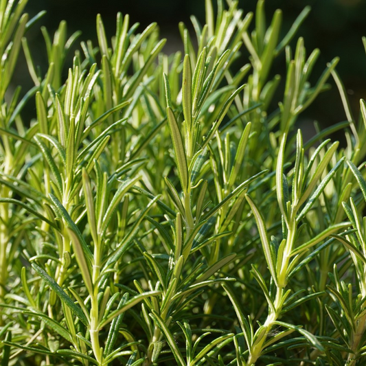 ROSEMARY SEED - 100 SEEDS