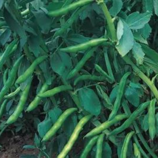 broad bean (fava), vegetable seed, broad bean flower, how to grow broad beans from seed, when to sow broad beans Uk, when to harvest broad beans (fava Beans)