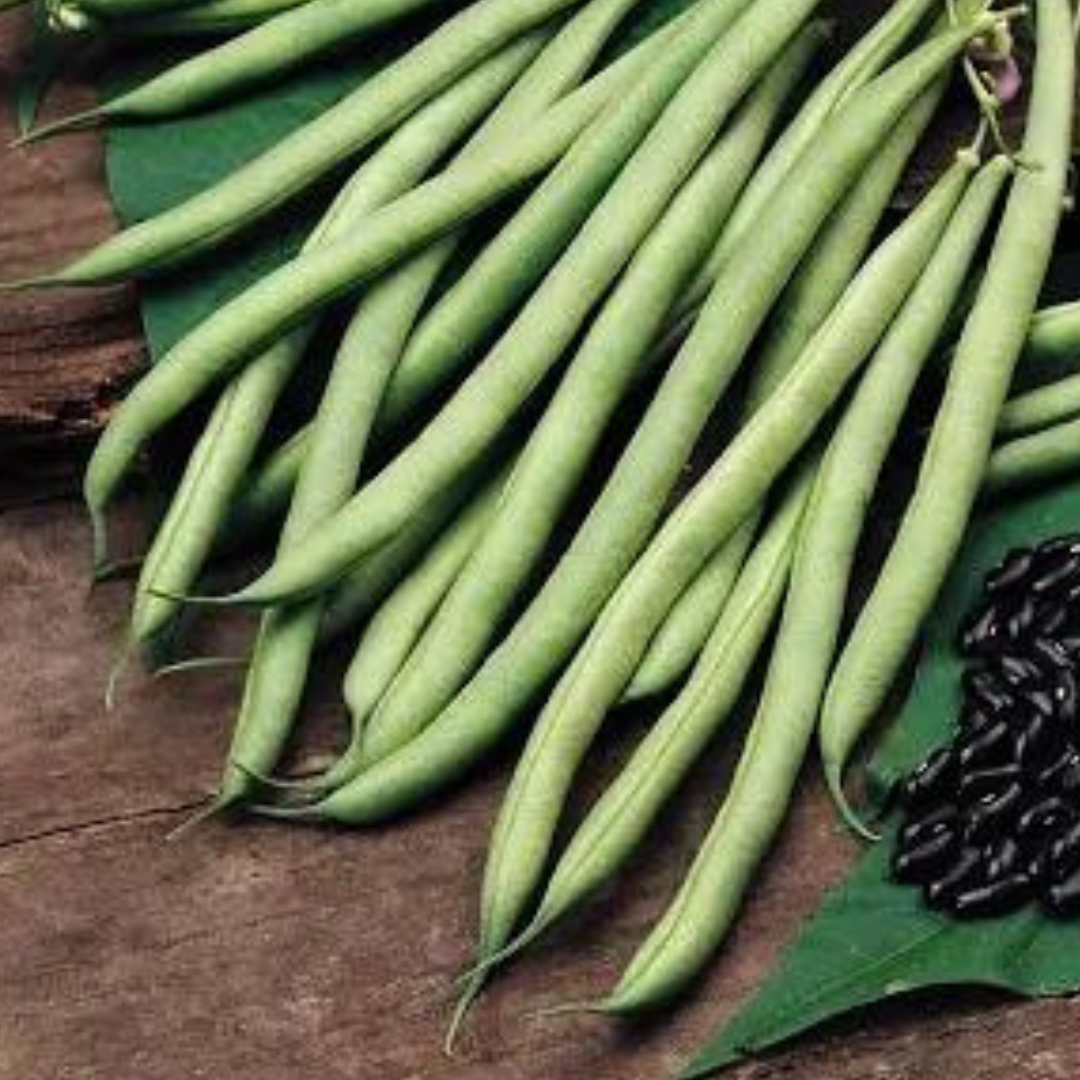 climbing french bean cobra seed, vegetable seed, grow your own french beans, how to grow french beans, when to sow french bean seeds, when to harvest climbing french beans, stringless green beans