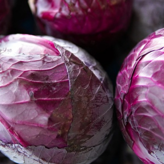 CABBAGE RED DRUMHEAD SEEDS