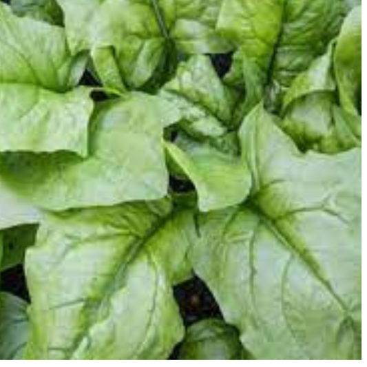 SPINACH  - "HARP F1" - MICRO-GREEN SEEDS