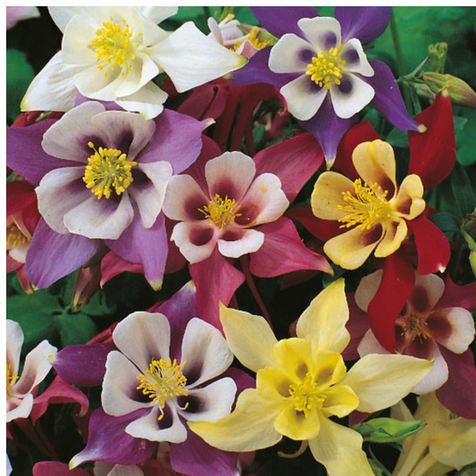 Aquilegia seeds, columbine seed, flower garden, how to grow aquilegia from seed, how to sow aquilegia seed, when to harvest aquilegia, collecting seed, cottage garden flower, english cottage garden 