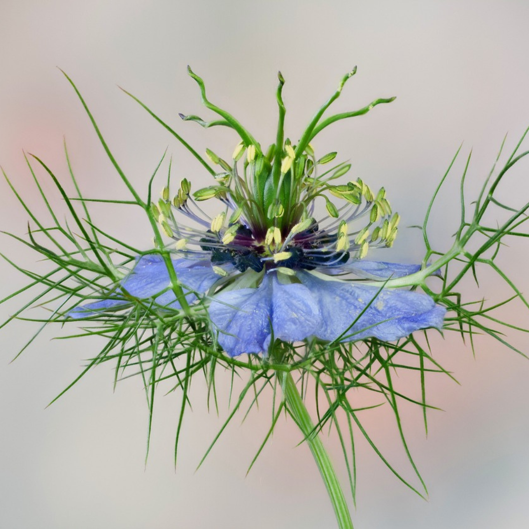 NIGELLA SEEDS- "MISS JEKYLL" - 500 SEEDS