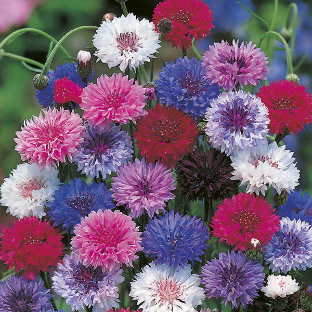 cornflowers, batchelor buttons, how to grow cornflower from seed, when to sow cornflower seed, when to harvest cornflowers, cottage garden flowers 