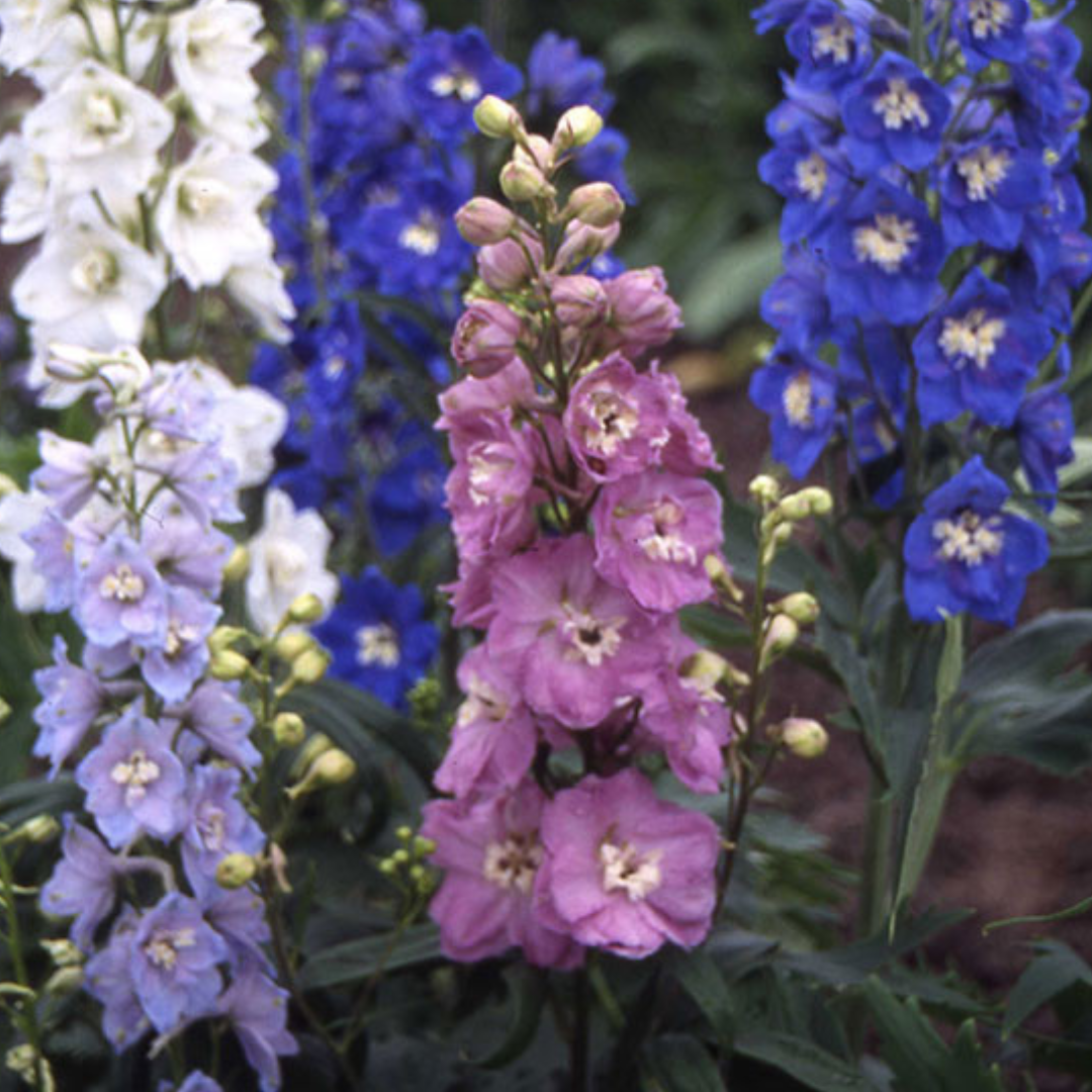 delphinium seed, when to sow delphinium seeds, harvesting delphiniums, self seeding delphiniums, how to grow, garden flower, cottage garden seeds, larkspur seeds, slugs, 