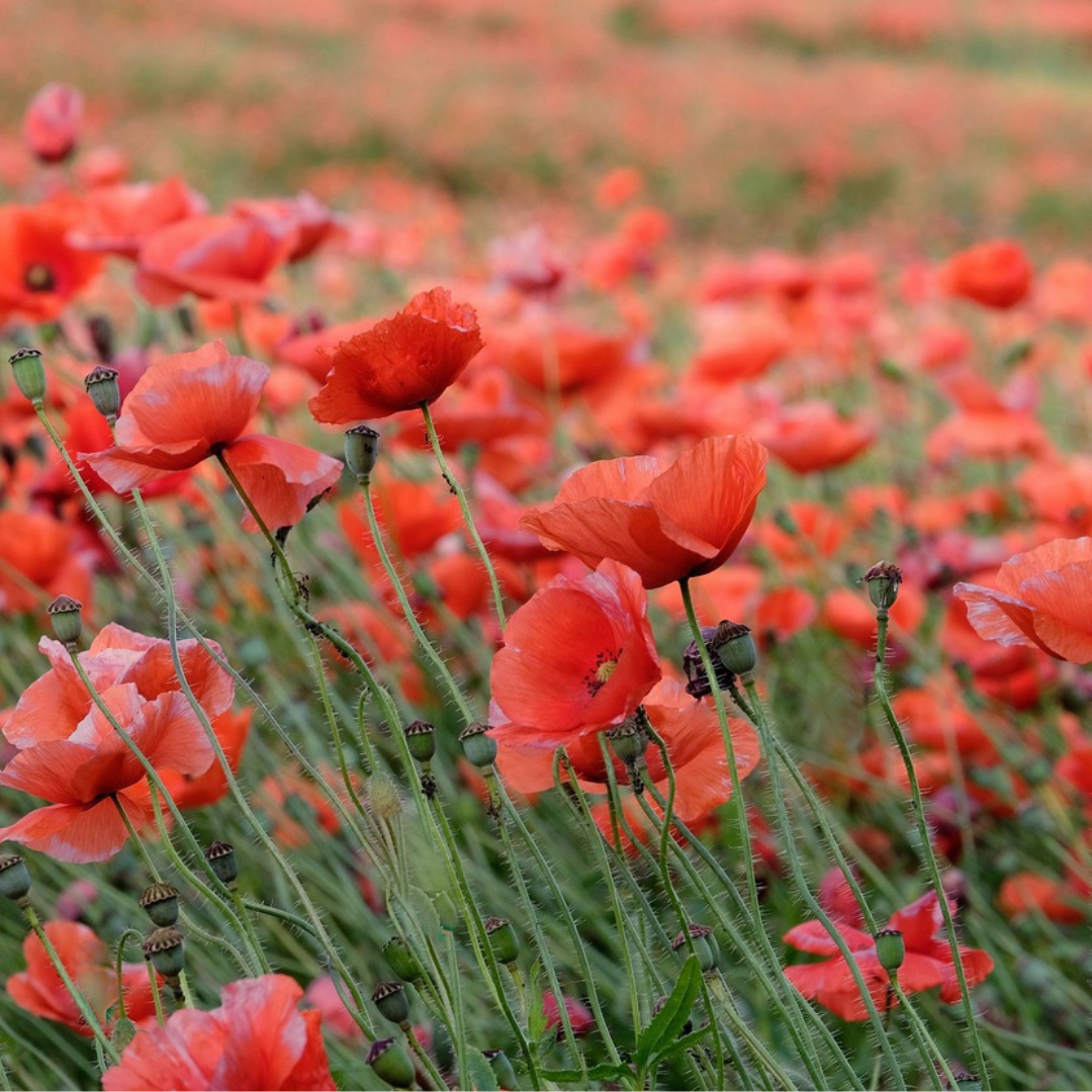 wild poppy seed, red poppies, when to sow wild field poppy seeds UK, how to grow field poppies, when do poppies flower, collecting poppy seed, wildflowers, seeds, 