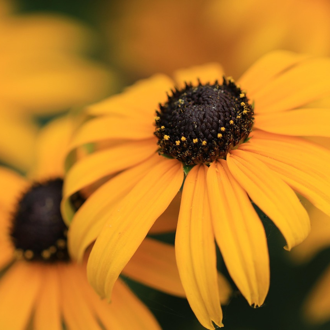 RUDBECKIA SEED - "MARMALADE " - 450 SEEDS